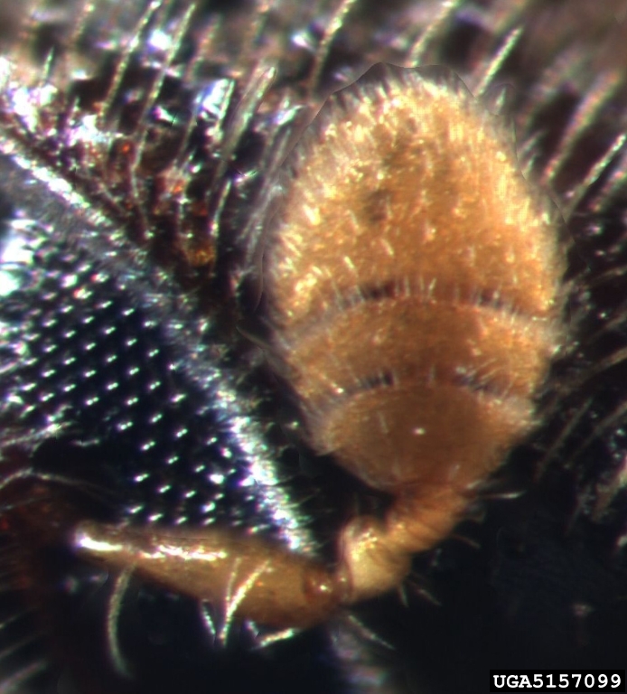 oak bark beetle, Pseudopityophthorus pruinosus (Coleoptera