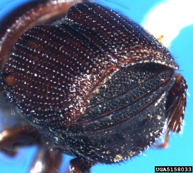hickory bark beetle (Scolytus quadrispinosus)