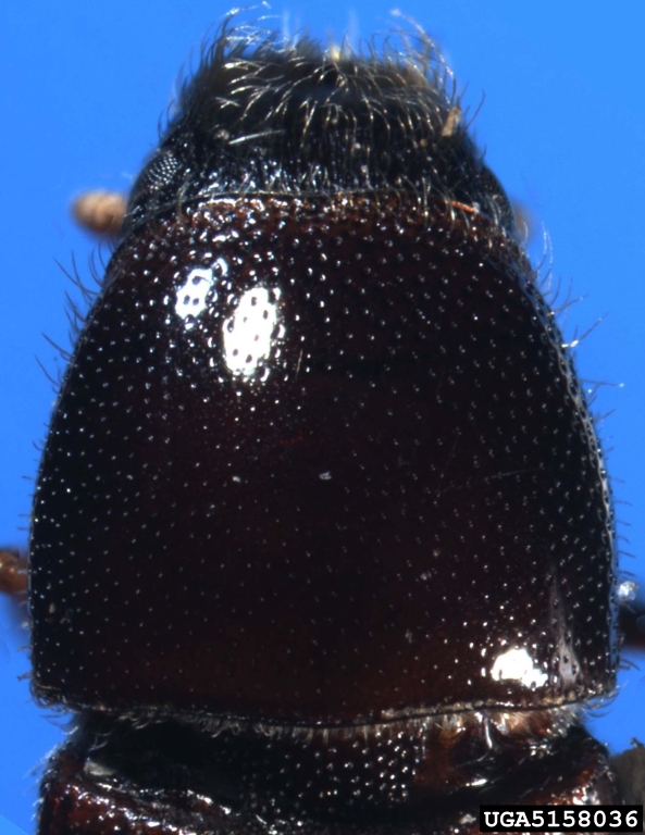 hickory bark beetle (Scolytus quadrispinosus)