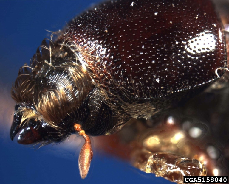 hickory bark beetle (Scolytus quadrispinosus)