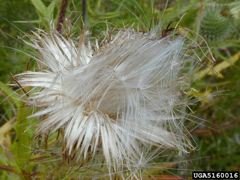 Bull Thistle Cirsium Vulgare Asterales Asteraceae 5160016