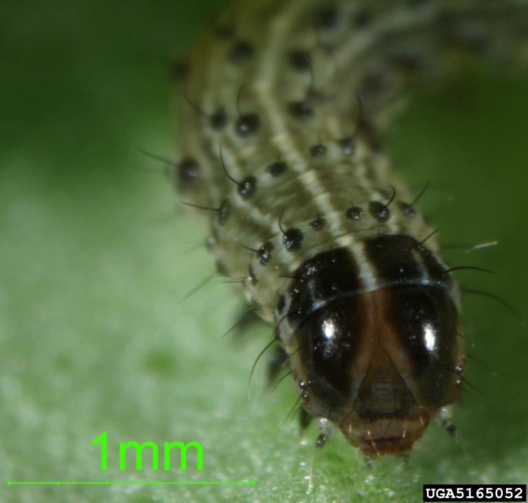 cutworms, loopers, owlet moths, and underwings (Family Noctuidae)