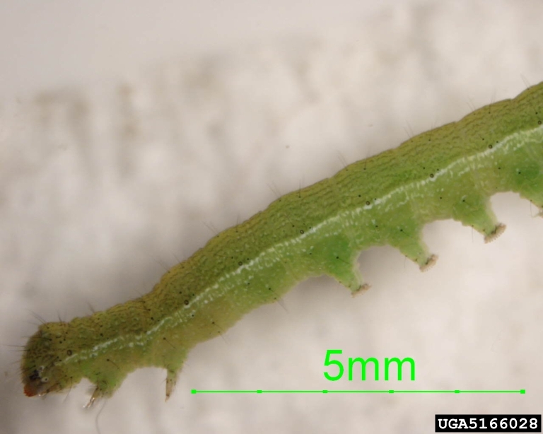 leaf worm (Genus Copitarsia)