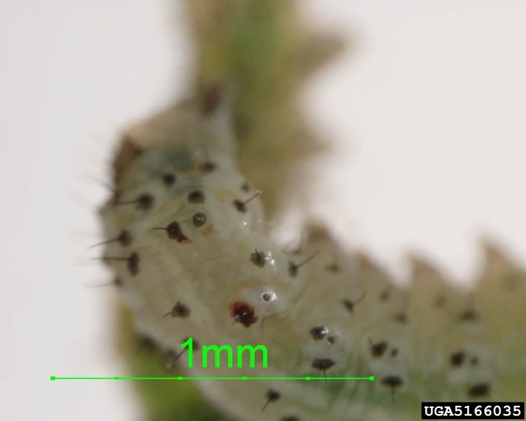 leaf worm (Genus Copitarsia)