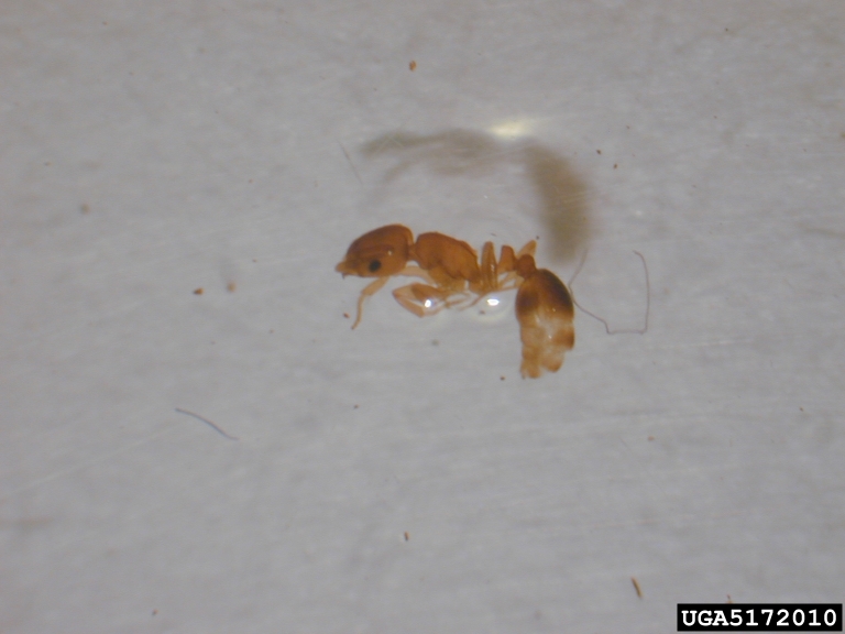 ant (Cardiocondyla venustula)