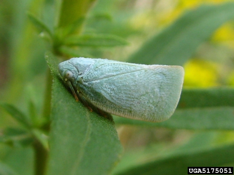 flatid planthopper (Family Flatidae)