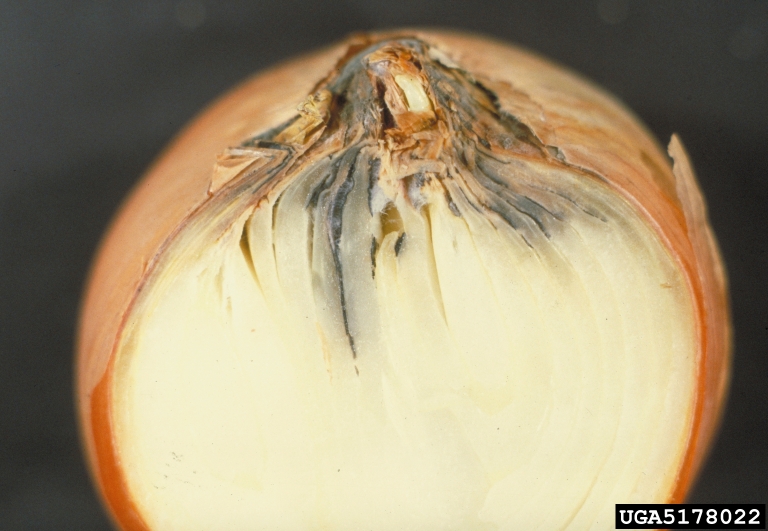 Onion/gallery Bugwoodwiki