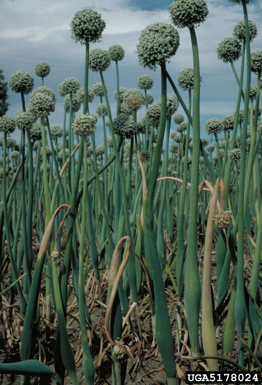 botrytis rot (Botrytis allii)