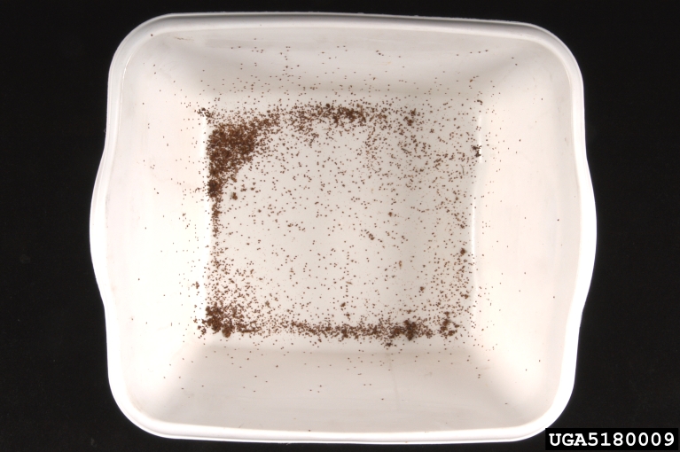 varroa mite (Varroa jacobsoni)