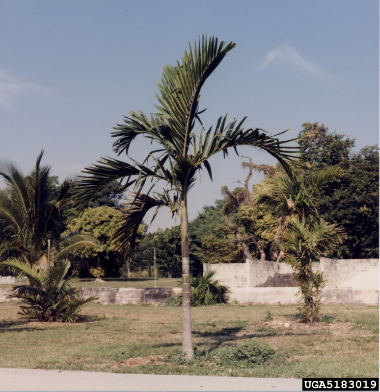 ptychosperma (Ptychosperma elegans)