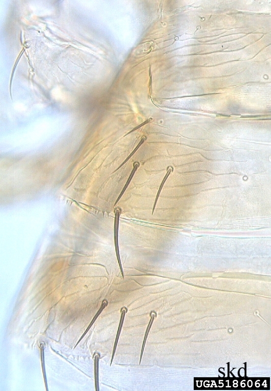 melon thrips, Thrips palmi (Thysanoptera Thripidae) 5186064