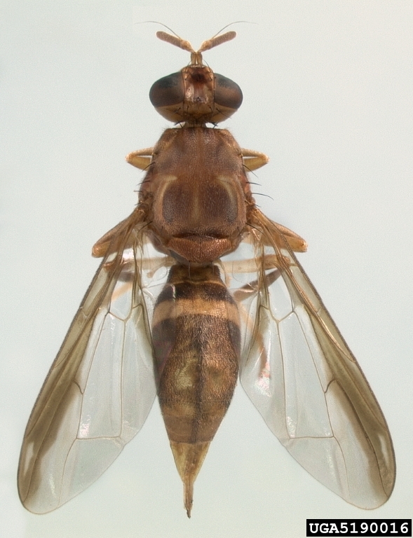 greater pumpkin fruit fly (Dacus bivittatus)