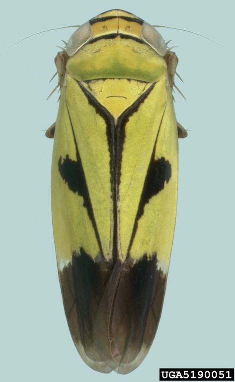 rice leafhopper, Nephotettix nigropictus (Hemiptera: Cicadellidae