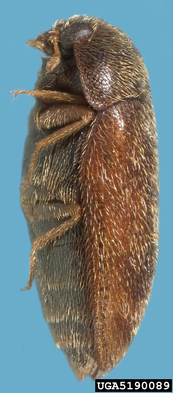 khapra beetle (Trogoderma granarium Everts, 1898)