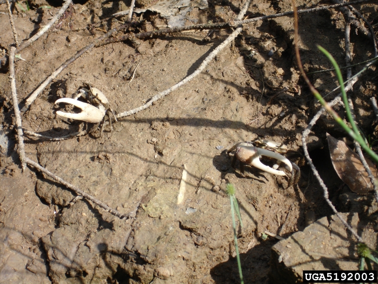 Atlantic marsh fiddler (Uca pugnax (S. I. Smith, 1870))