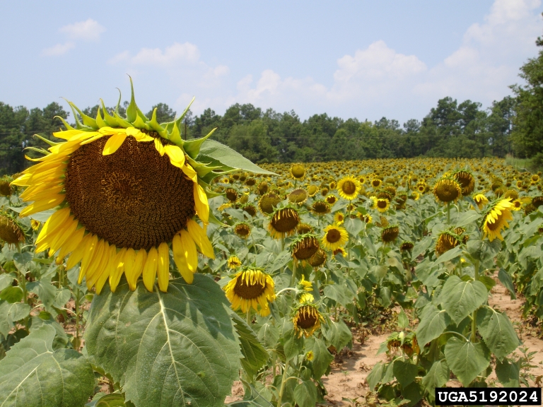 common sunflower (Helianthus annuus)
