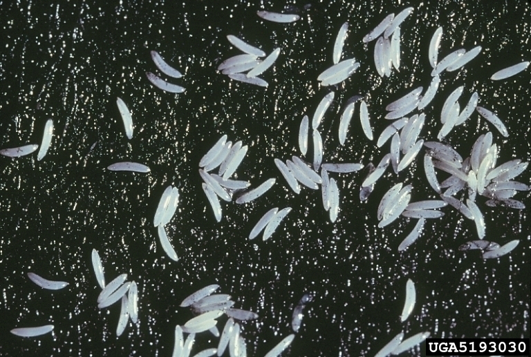 Mediterranean fruit fly, Medfly (Ceratitis capitata (Wiedemann, 1824))