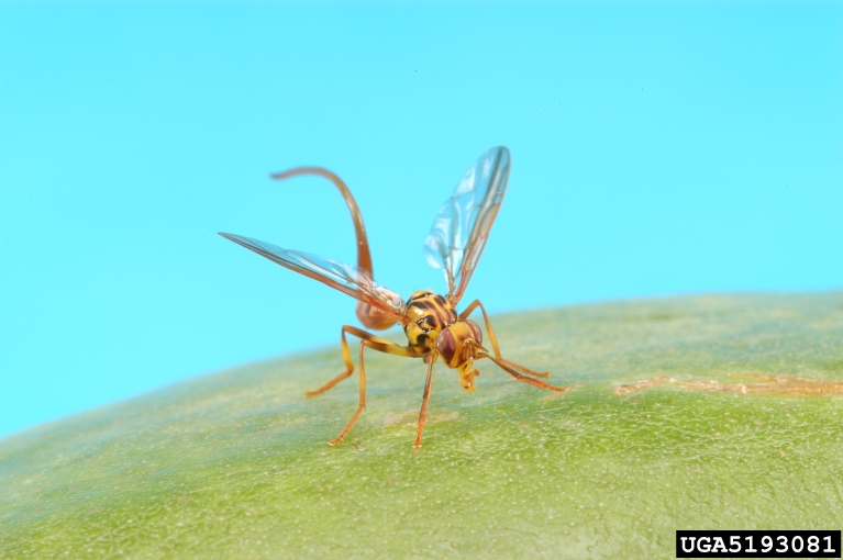 papaya fruit fly (Toxotrypana curvicauda)