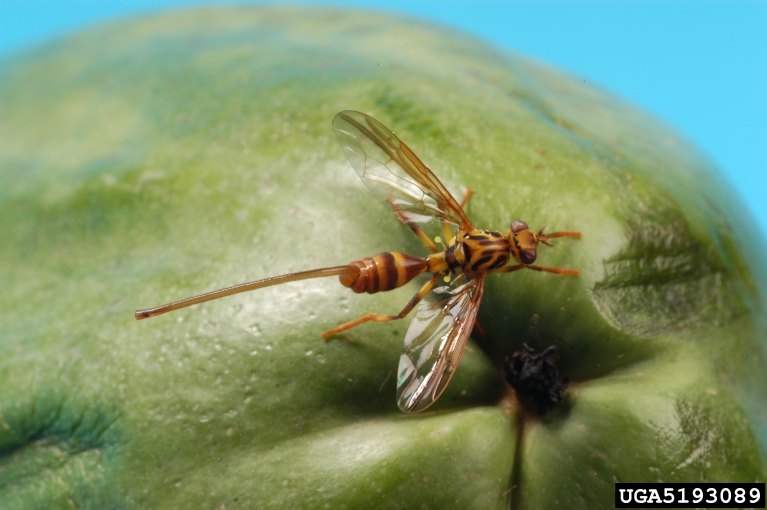 papaya fruit fly, Toxotrypana curvicauda (Diptera Tephritidae) 5193089