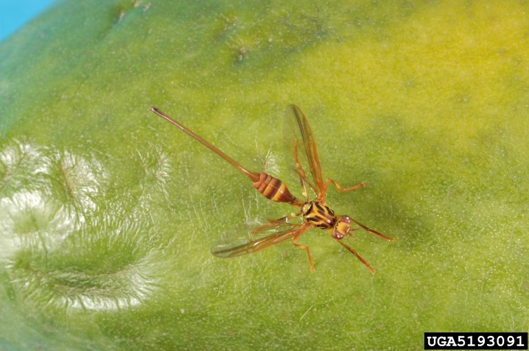 papaya fruit fly, Toxotrypana curvicauda (Diptera Tephritidae) 5193091