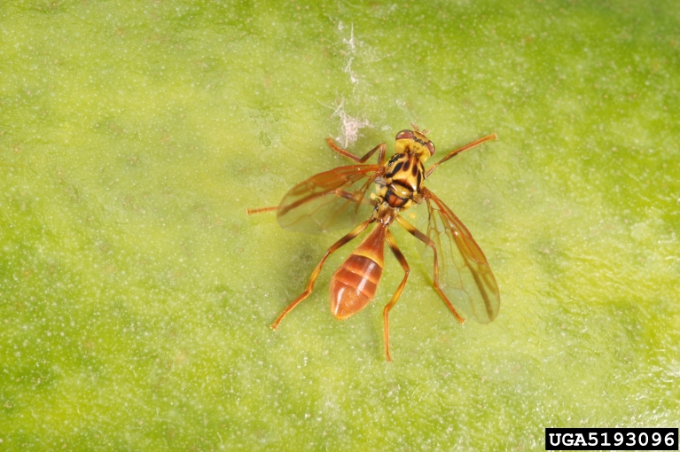 papaya fruit fly, Toxotrypana curvicauda (Diptera Tephritidae) 5193096