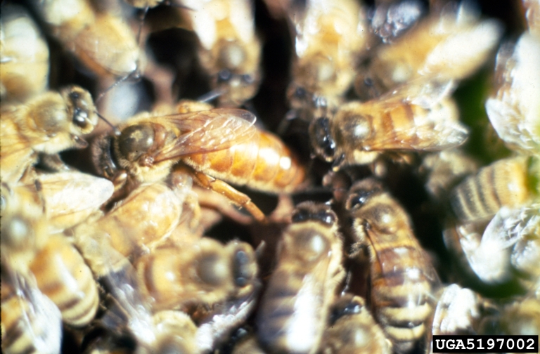 honey bee (Apis mellifera Linnaeus)