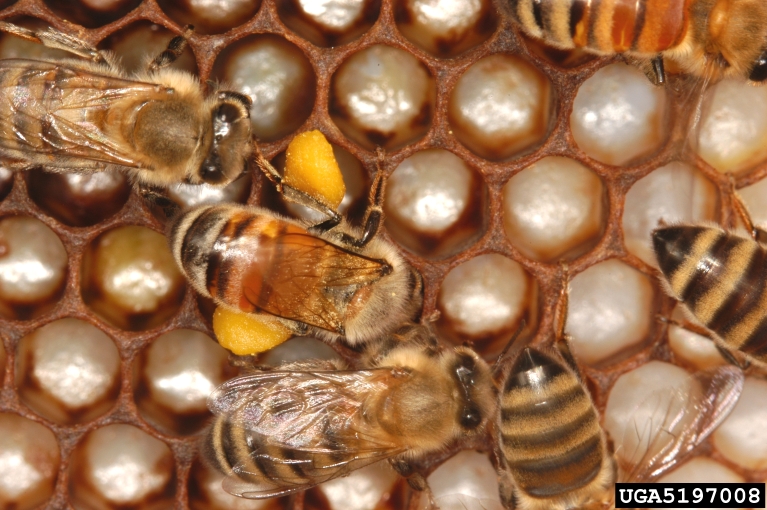 honey bee (Apis mellifera Linnaeus)
