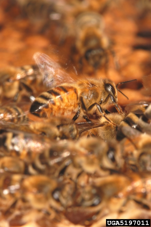 honey bee (Apis mellifera)