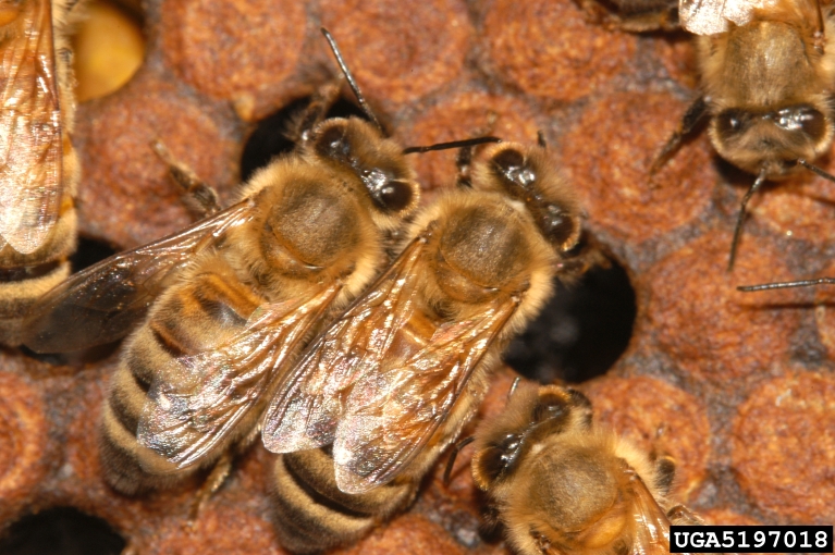 honey bee (Apis mellifera Linnaeus)