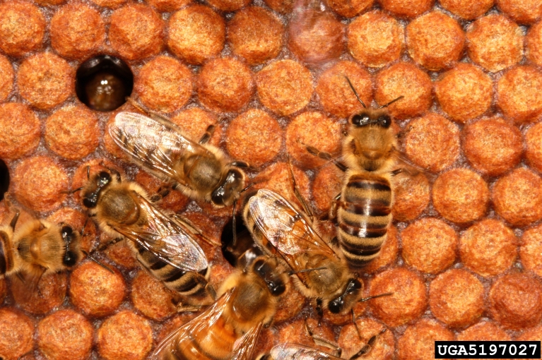 honey bee (Apis mellifera Linnaeus)