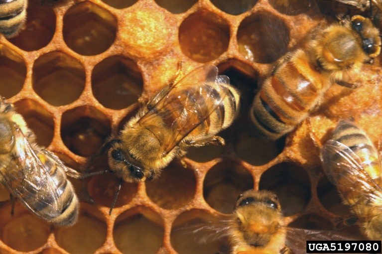 honey bee (Apis mellifera Linnaeus)