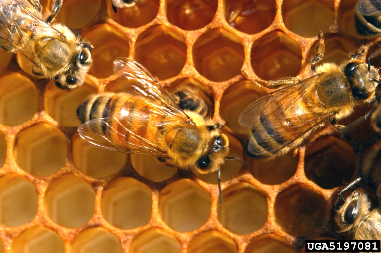 honey bee (Apis mellifera Linnaeus)