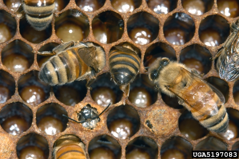 honey bee (Apis mellifera Linnaeus)