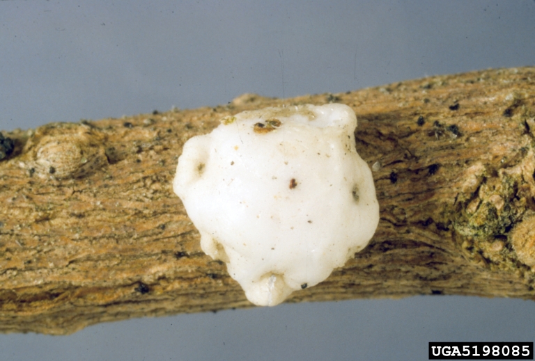 Japanese wax scale, Indian wax scale (Ceroplastes ceriferus)