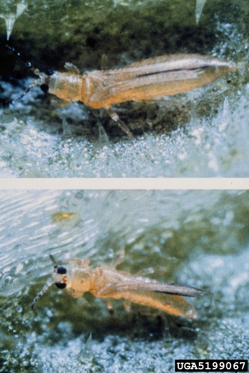 melon thrips (Thrips palmi)