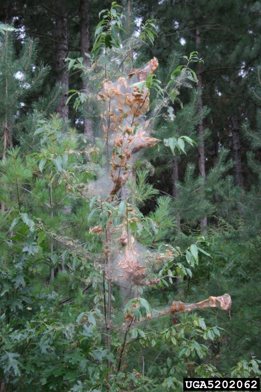 fall webworm (Hyphantria cunea (Drury, 1773))