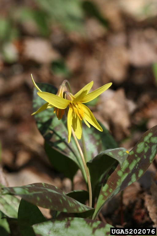 yellow trout lily, Erythronium americanum (Liliales Liliaceae) 5202076