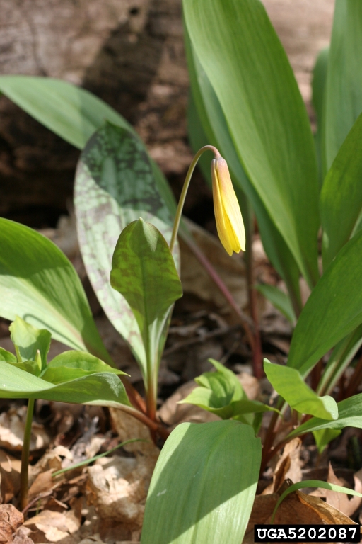 yellow trout lily (Erythronium americanum)