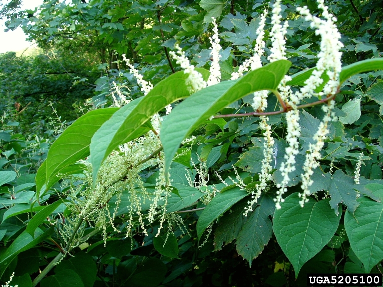 Japanese knotweed (Reynoutria japonica Sieb. & Zucc.)