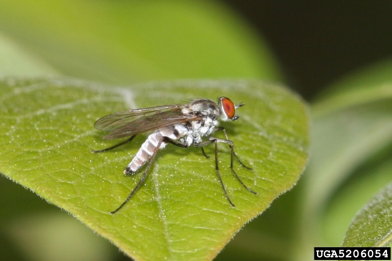 stiletto flies (Family Therevidae)