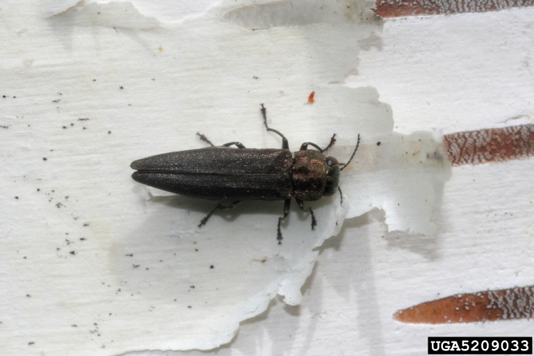 bronze birch borer (Agrilus anxius)