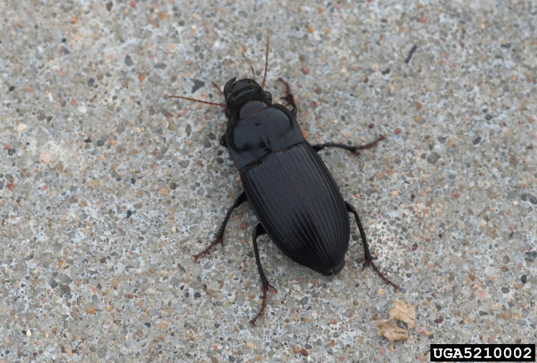 murky ground beetle (Harpalus caliginosus)