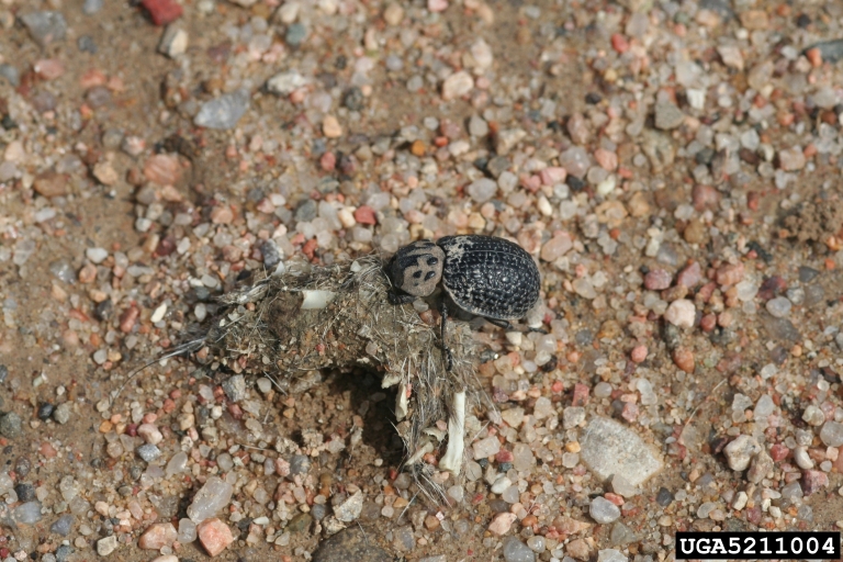 hide beetle suberosus)