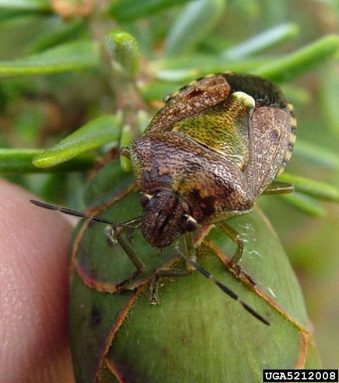 stink bugs on western hemlock (Tsuga heterophylla ) 5212008