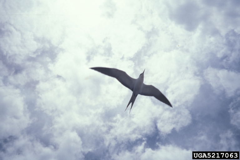 sooty tern (Onychoprion fuscatus (Linnaeus, 1766))