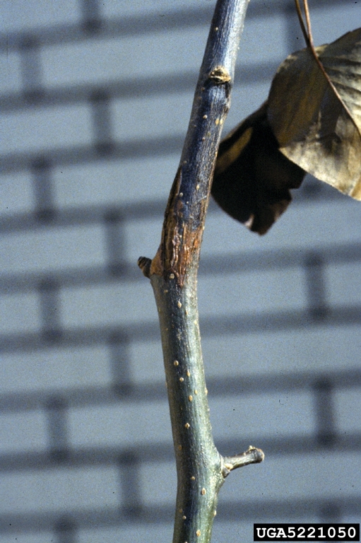 fire blight (<em>Erwinia amylovora</em>) symptoms on common pear (<em>Pyrus communis</em>)