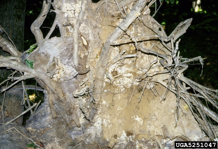 ash root rot (Scytinostroma galactinum)