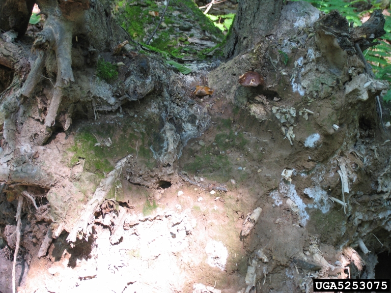 ash root rot (Scytinostroma galactinum)