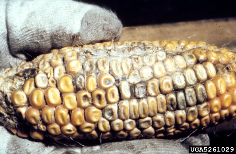 Mısırda kuzey yaprak yanıklığı (Exserohilum turcicum)