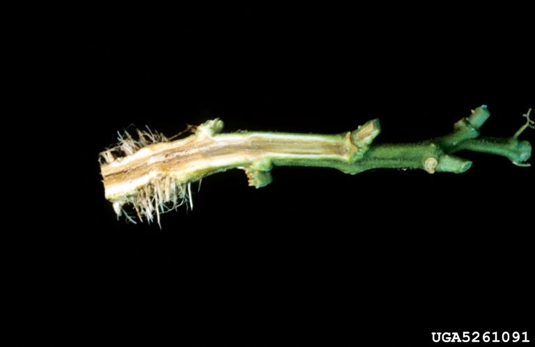 Southern bacterial wilt (Ralstonia solanacearum (except Race 3 Biovar 2))